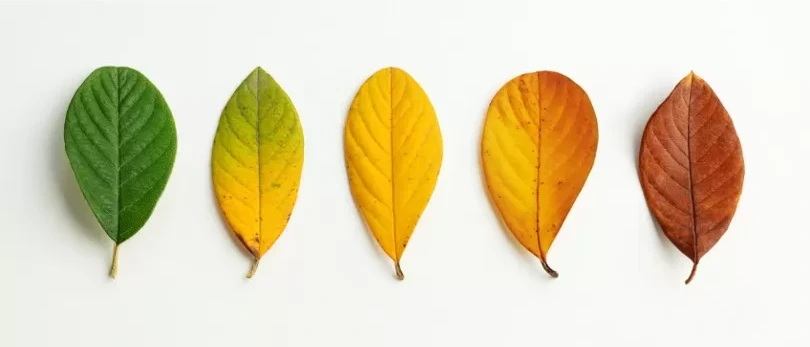 Facing Fears & Growing Bolder: Why Switching Systems is the Smartest Move for Your Care Business